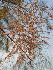 Tamarix aphylla flower with blue sky background.Athel tamarisk flower .Athel flower or Athel pine plant flower 