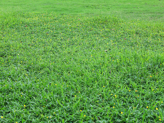 green grass background