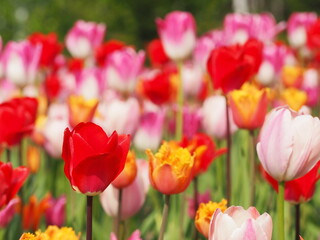 チューリップの花畑