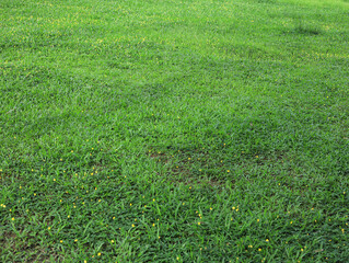green grass background