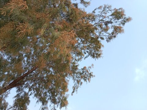 Tamarix aphylla flower with blue sky background.Athel tamarisk flower .Athel flower or Athel pine plant flower 