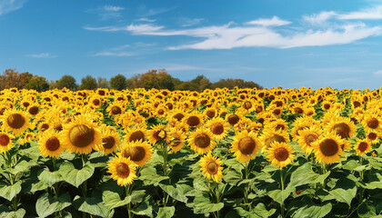 Obraz premium ひまわり