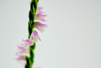  鮮やかな色合いの可愛いネジバナ