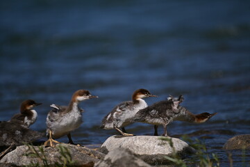 Fototapeta premium COMMON MERGANSER duck and ducklings