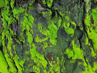 Moss on bark in the forest