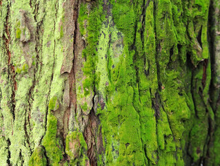 Moss on bark in the forest