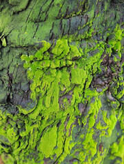 Moss on bark in the forest