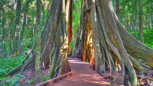 A Walk through the Giant Fig