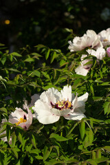 White beautiful peonies growing on branch in the botanic garden. Summer and spring flower close up photo with copy space