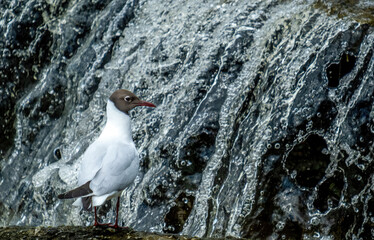 A seagull is sitting on a rock against the background of flowing water.