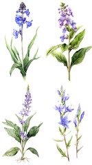 Obraz premium Set Of Watercolor Brunnera macrophylla flower Clear Background