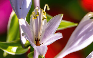 Obraz premium An insect sits on a lily flower in close-up.