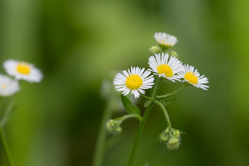 Obraz premium 可憐なヒメジョオン01