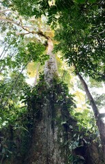 Fototapeta premium Tree