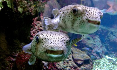 Two pufferfish swimming together in a vibrant coral reef aquarium on a sunny afternoon © JoAnn