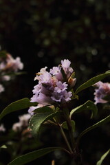 neelakurinji flower (strobilanthes kunthiana), neela kurinji blooms once in 12 years. found in nilgiri, palani and western ghats mountains area, india