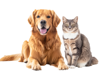 Golden Retriever dog and cat sitting together. On transparent background.