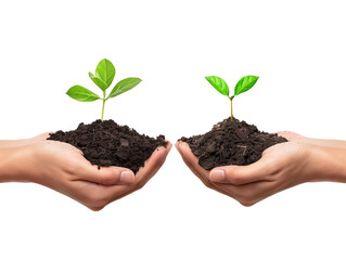 Two hands holding growing tree. Environment Earth Day or forest conservation concept. Isolated, on transparent background.