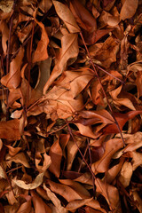 Autumn colors leafs on the ground