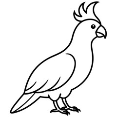 cockatoo-full-body
