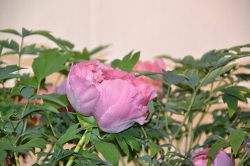 China, Suzhou, Fisherman's Garden, peony bloom
