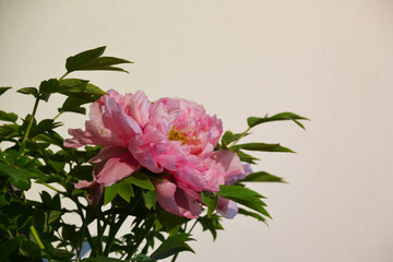 China, Suzhou, Fisherman's Garden, peony bloom
