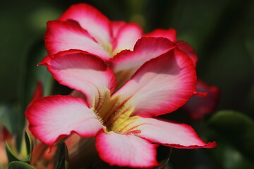 beautiful pink color adenium obesum or desert rose flower in full bloom in the garden in summer season, west bengal in india