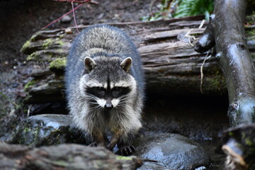 Raccoon in the woods
