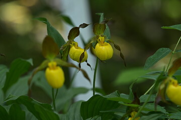 Obraz premium YELLOW LADY'S SLIPPER