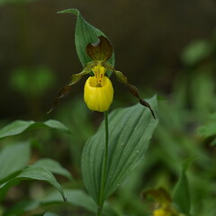 YELLOW LADY'S SLIPPER
