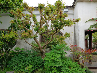 China, Suzhou, Fisherman's Garden,  tree in the garden