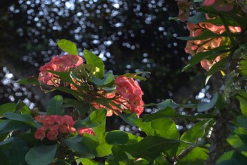 Flores tropicales en caracas.
En Caracas se puede encontrar una gran variedad de flores silvestres, de naturaleza tropical, el clima es ideal para todo tipo de flores.