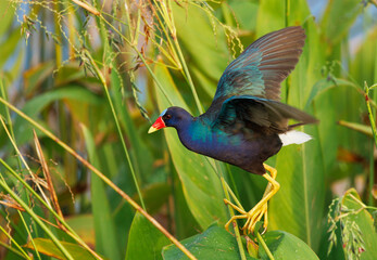 A purple gallinule (Porphyrio martinicus), a colorful bird with blue, aqua and black feathers and a red-yellow beak. In southwest Florida