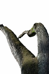 El verde y los jardines en caracas.
En Caracas podemos disfrutar de hermosos parques con muchos árboles y gran cantidad de verde.