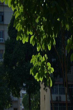 El verde y los jardines en caracas.
En Caracas podemos disfrutar de hermosos parques con muchos &aacute;rboles y gran cantidad de verde.