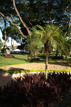 El verde y los jardines en caracas.
En Caracas podemos disfrutar de hermosos parques con muchos &aacute;rboles y gran cantidad de verde.