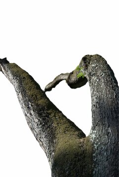 El verde y los jardines en caracas.
En Caracas podemos disfrutar de hermosos parques con muchos &aacute;rboles y gran cantidad de verde.