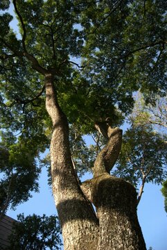 El verde y los jardines en caracas.
En Caracas podemos disfrutar de hermosos parques con muchos &aacute;rboles y gran cantidad de verde.