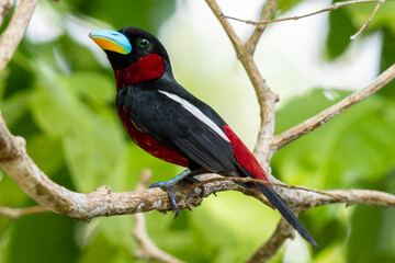 The beauty of Black and red Broadbill in nature in Thailand.