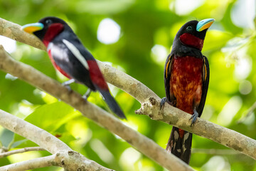 The beauty of Black and red Broadbill in nature in Thailand.