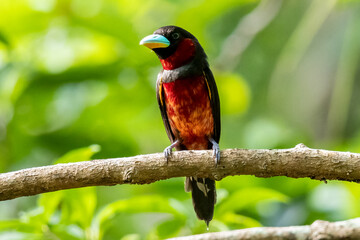 The beauty of Black and red Broadbill in nature in Thailand.