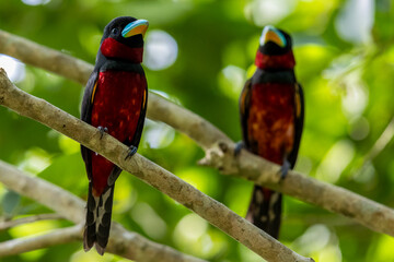 The beauty of Black and red Broadbill in nature in Thailand.