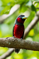 The beauty of Black and red Broadbill in nature in Thailand.