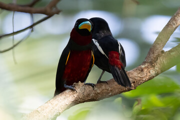 The beauty of Black and red Broadbill in nature in Thailand.