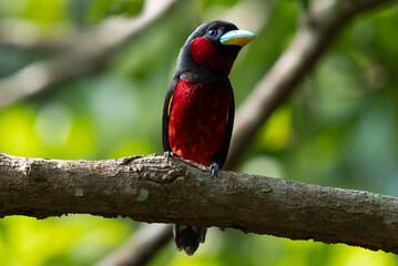 The beauty of Black and red Broadbill in nature in Thailand.