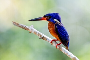 The beauty of kingfishers in nature in Thailand.