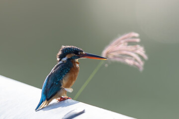 The beauty of kingfishers in nature in Thailand.