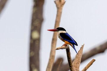 The beauty of kingfishers in nature in Thailand.