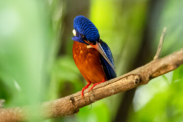 The beauty of kingfishers in nature in Thailand.