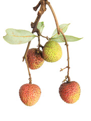 lychee isolated on white background